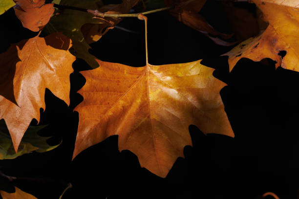 Autumn leaf of Platanus x hispanica tree with dark shadow background, Alcoy, Spain