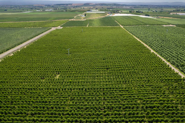 istock high view orchard row crop green field 2182294260