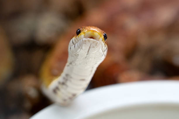 istock Portrait of a Corn Snake 2182294517