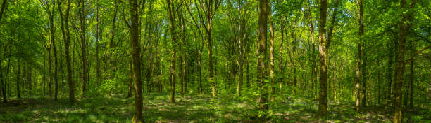 istock Dappled sunlight deep in forest under fresh green foliage panorama 2182295754