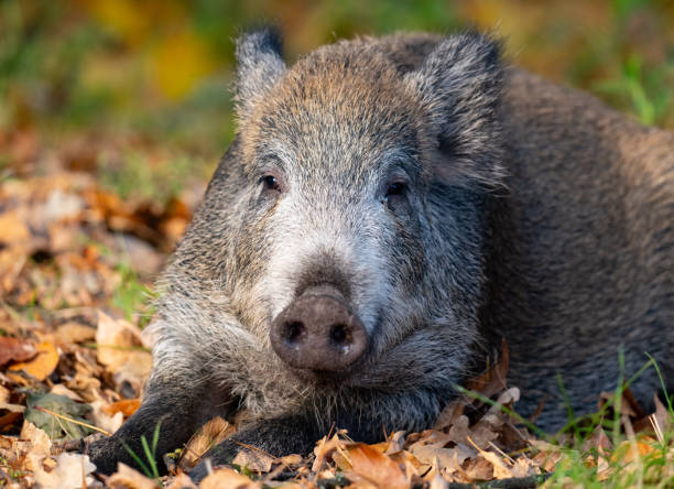 istock portrait of a wild boar 2182296246