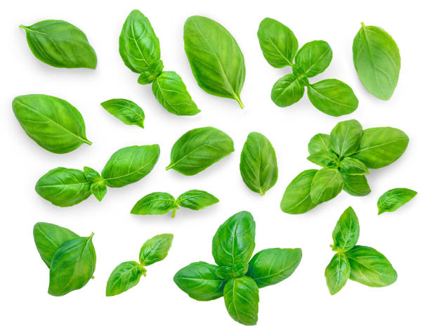 istock Basil isolated. Flying basil leaves collection. Levitating  Basil leaf set isolated on white background. Food ingredient, desigm element  Top view. Flat lay. 2182296269