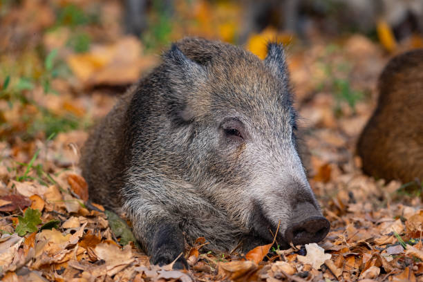 wild boar in colorful autumn leaves