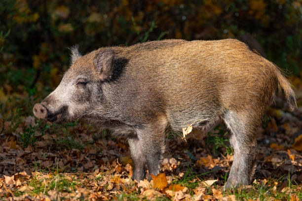 wild boar in colorful autumn leaves