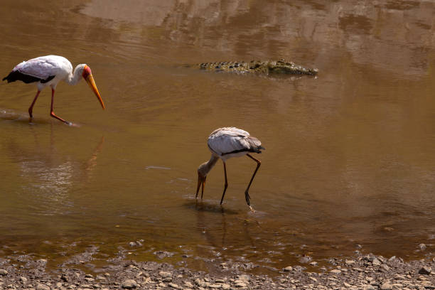 Along the Mara River, a crocodile swims through the water while yellow-billed storks wade nearby, searching for food.