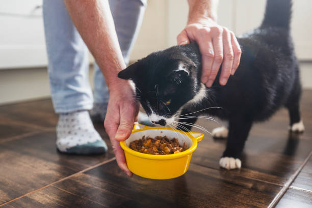 istock Pet owner giving feeding hungry cat at home 2182298122