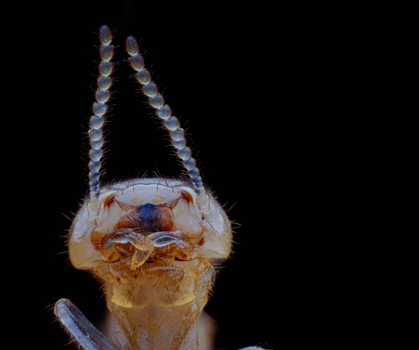 a close-up of a termite's head taken with a 20x objective lens
