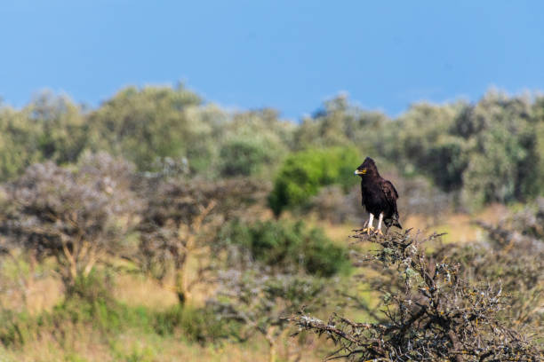 istock Long-crested eagle in Lake Nakuru national park 2182300970