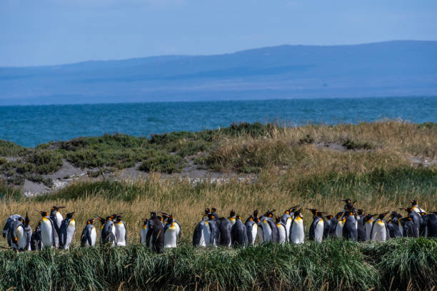 istock King penguin colony on Tierra de Fuego 2182301010