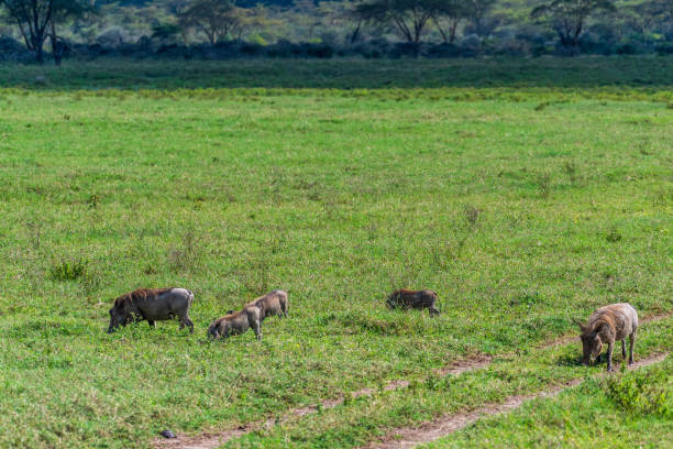 istock Warthogs in Lake Nakuru national park 2182301085