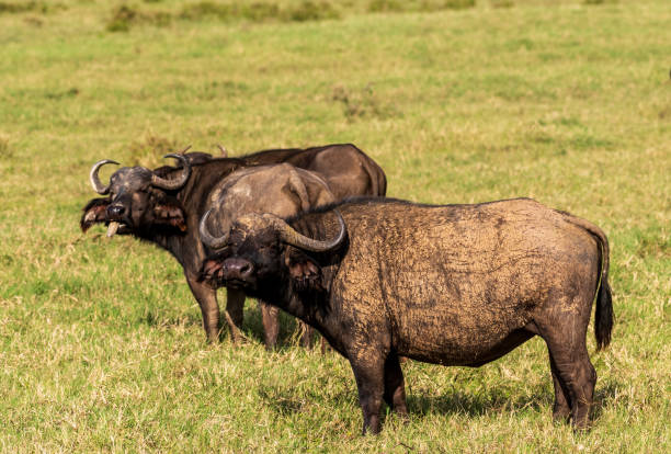 istock Buffalos in Lake Nakuru National park 2182301243