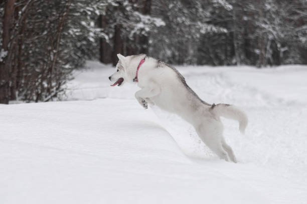 istock Siberian husky and winter forest 2182301303