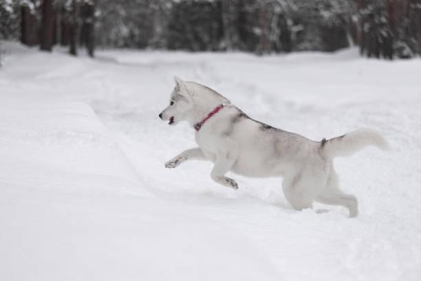 istock Siberian husky and winter forest 2182301309