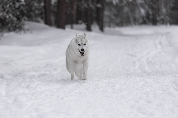 Fluffy Siberian husky in the winter snow forest. The dog runs through the snowdrifts. A cheerful pet. The funny dog stuck out his tongue. Winter background.