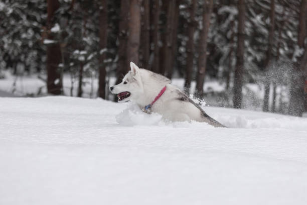 istock Siberian husky and winter forest 2182301335