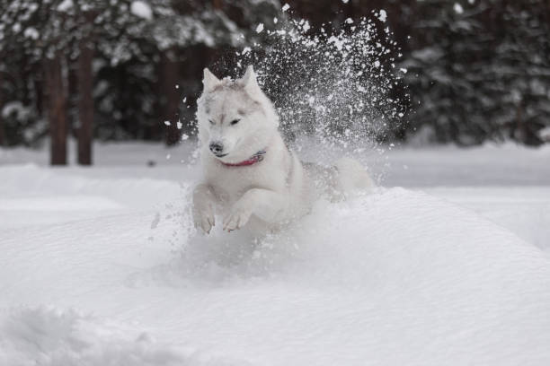 istock Siberian husky and winter forest 2182301438