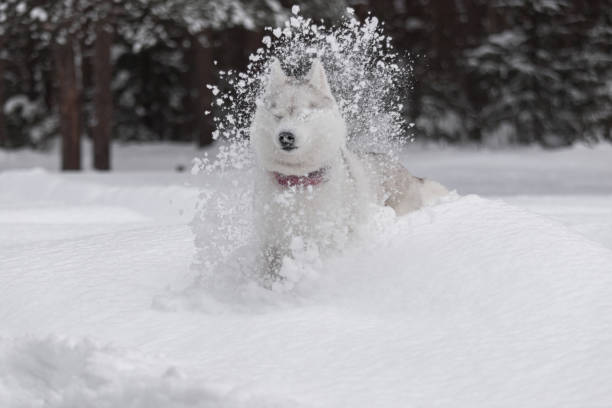 Siberian husky and winter forest