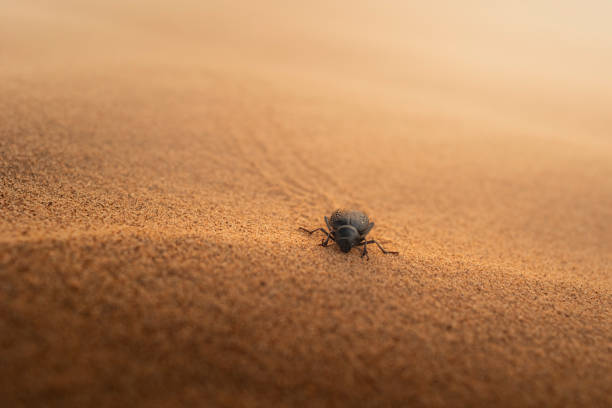 A beetle crawls towards the camera on sand dune