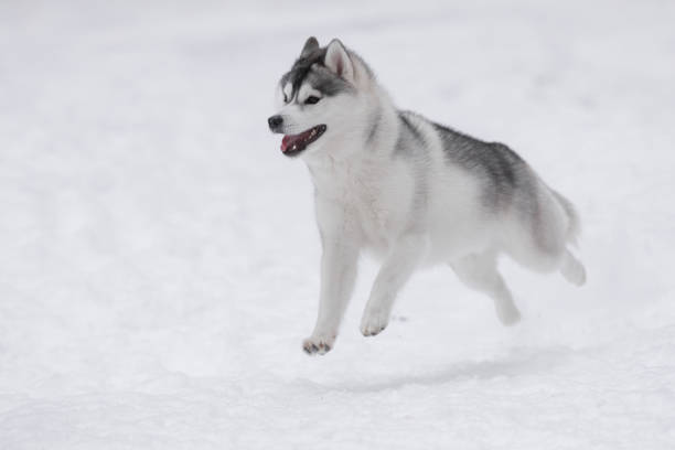 istock Siberian husky and winter forest 2182301953