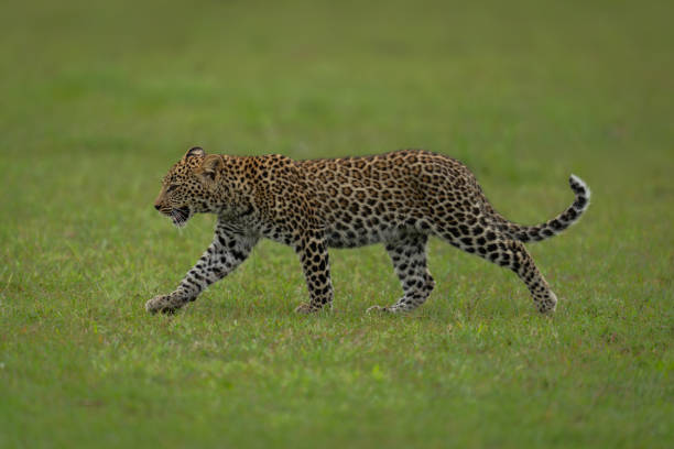 istock Leopard cub walks across savannah lifting forepaw 2182301981