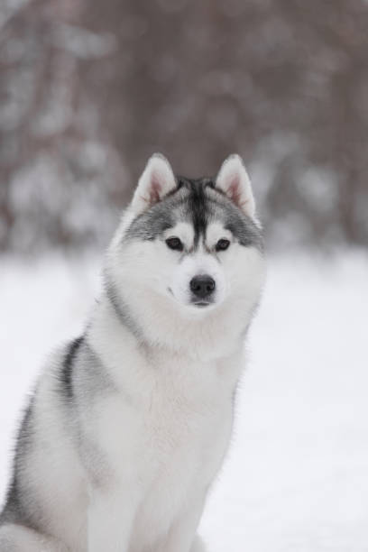 istock Siberian husky and winter forest 2182302053