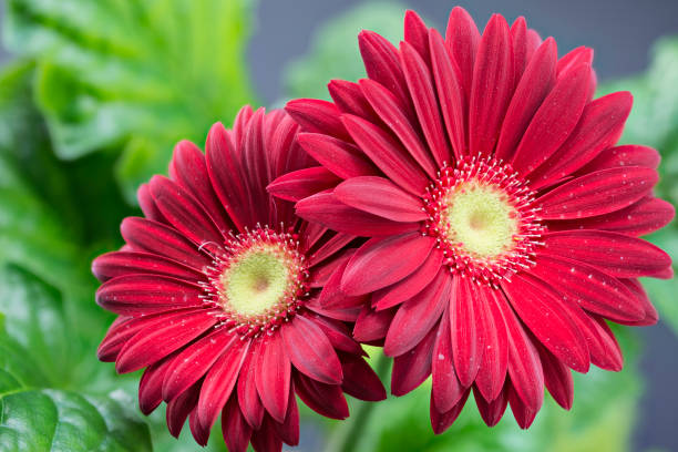 istock close up of two red gerbera flowers 2182302359