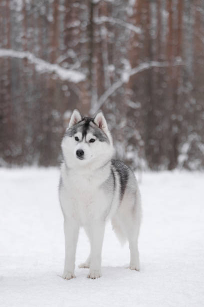 istock Siberian husky and winter forest 2182302377