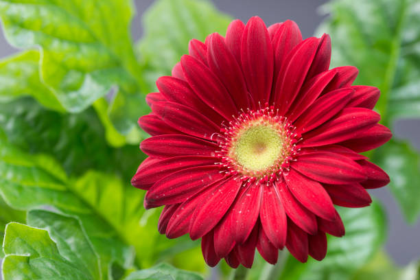 one gerbera red flower close up
