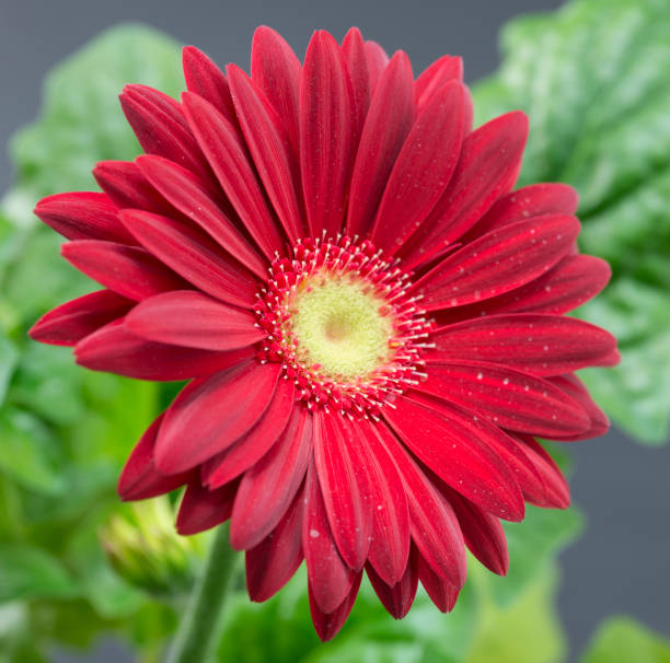 istock one isolated red gerbera flowers close up 2182302468