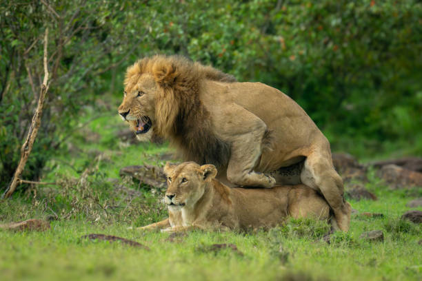 istock Lion steps off after mating with lioness 2182303766