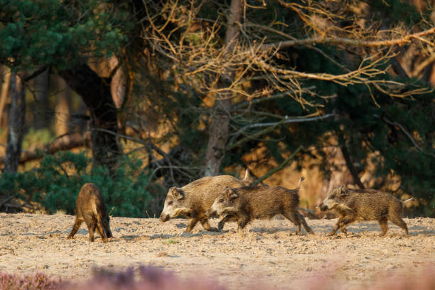 istock Wild boar (Sus scrofa) in Veluwe NP 2182307682