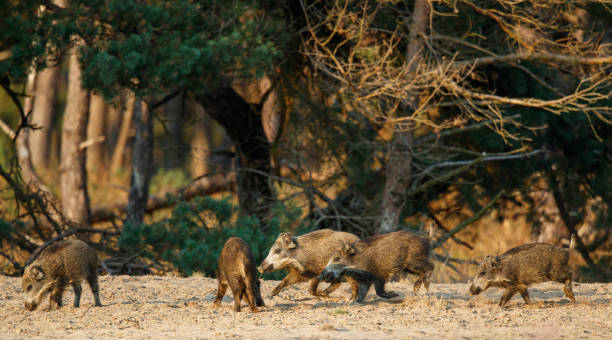 istock Wild boar (Sus scrofa) in Veluwe NP 2182307693