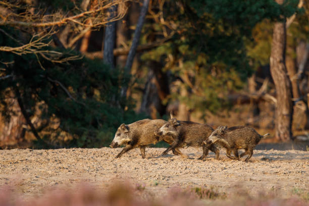 istock Wild boar (Sus scrofa) in Veluwe NP 2182307705