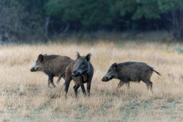 istock Wild boar (Sus scrofa) in Veluwe NP 2182308072