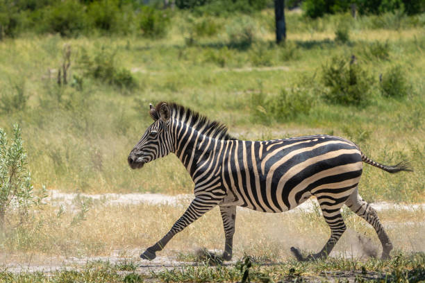 istock Zebra running in the Nkasa Rupara National Parks 2182308108