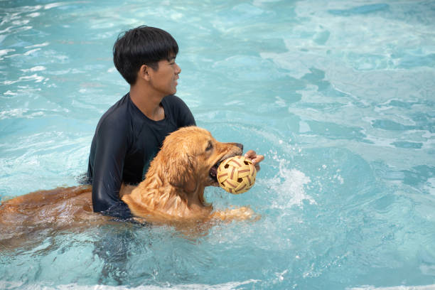 istock Trainer training golden retriever with swimming pool 2182308143