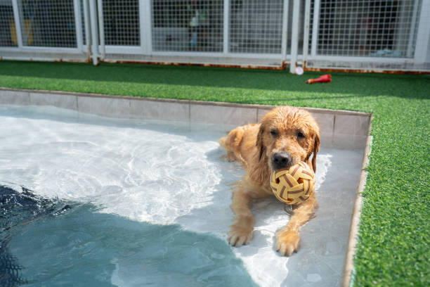 istock Golden retriever in swimming pool 2182308164