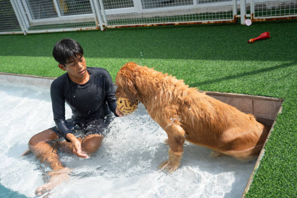 istock Trainer training golden retriever with swimming pool 2182308171