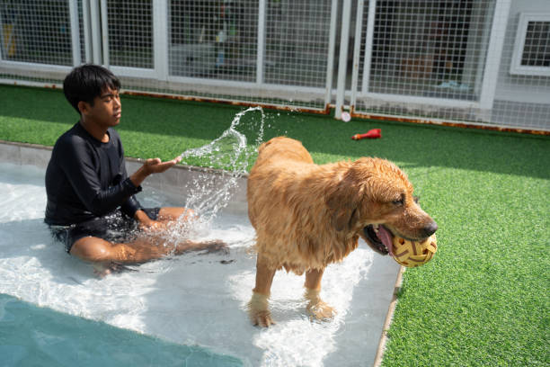 istock Trainer training golden retriever with swimming pool 2182308172