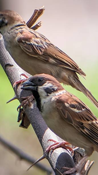 istock A sparrow perched calmly with a soft bokeh background. 2182309943