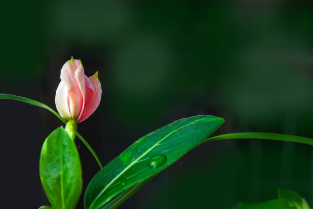 istock Closed bud, Pink flower with dew on leaves, Macro 2182309984