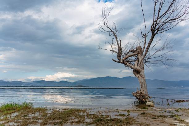 istock Solitary tree by a tranquil lake with mountains. 2182310135