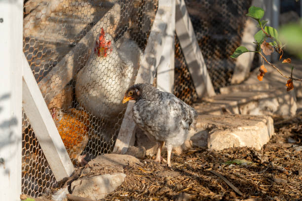 istock chickens in a chicken coop 2182311433