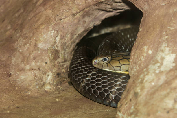 istock Close up head big king cobra snake in cave at thailand 2182311748