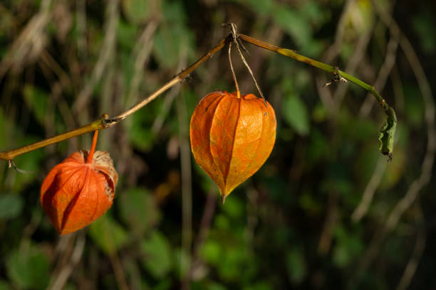 istock physalis alkekengi close up two red fruits 2182315069