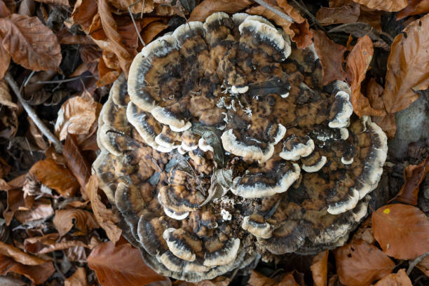 istock close up of a mushroom degrading tree trunk 2182315114