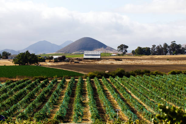 Agricultural Land With Rows Of Vineyard Grape Vines Overcast Sky San Luis Obispo California