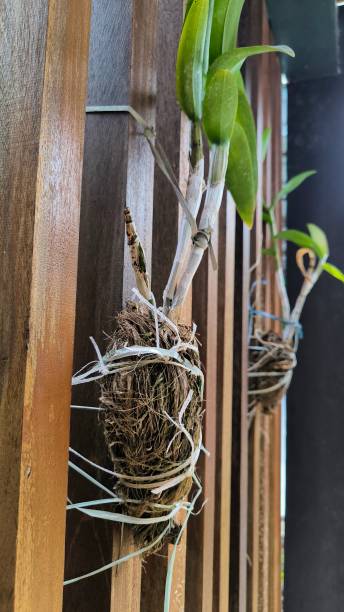 istock Orchids as ornamental plants 2182315613