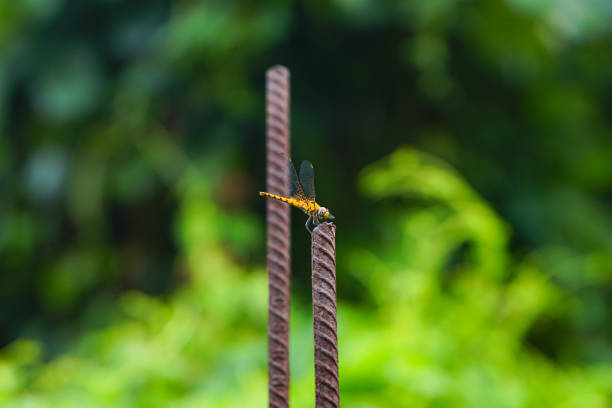 Vagrant darter dragonfly resting on the building rod