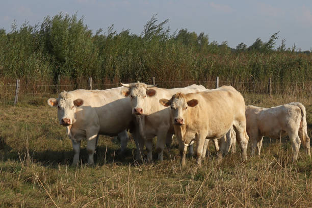 istock Domestic cow - Vache Charolaise (Bos taurus). 2182320042
